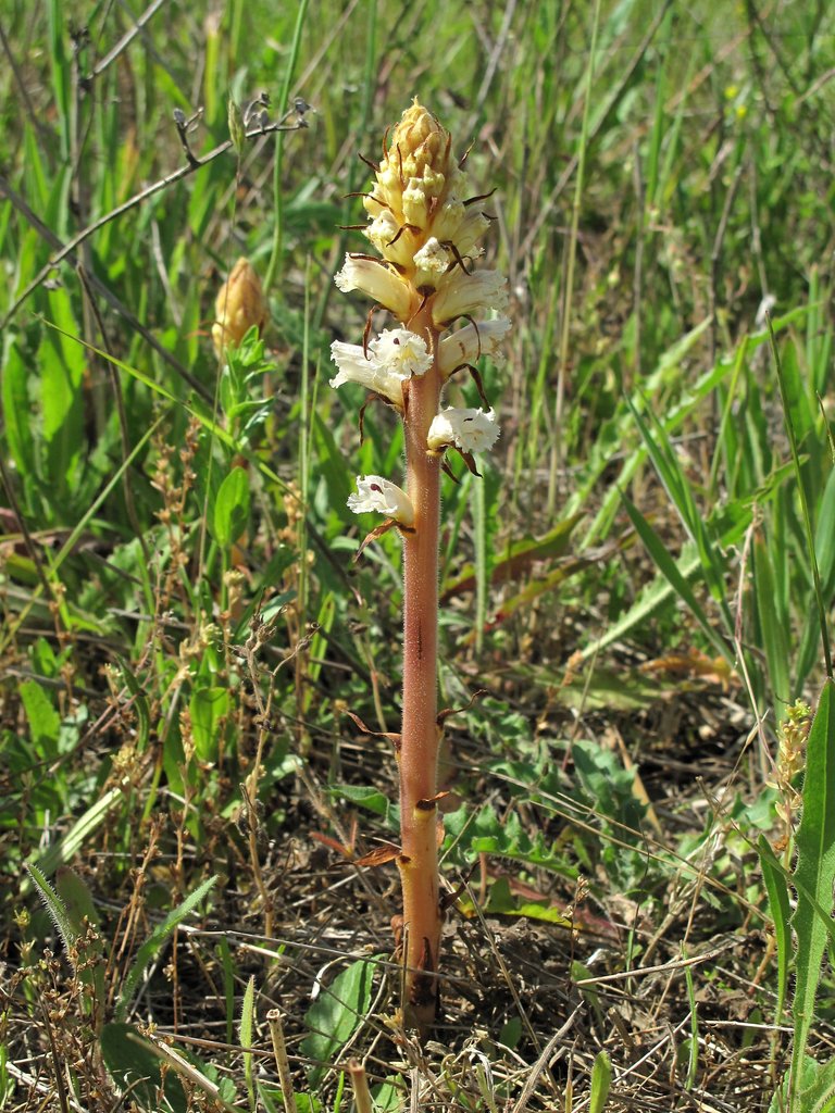 Orobanche picridis